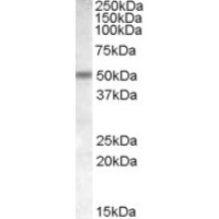Western Blot (1μg/ml) staining of Human Cerebellum lysate (35μg protein in RIPA buffer). Primary incubation was 1 hour. Detected by chemiluminescence.