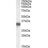 Western Blot (0.02μg/ml) staining of Human Kidney lysate (35μg protein in RIPA buffer). Primary incubation was 1 hour. Detected by chemiluminescence.