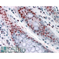 Immunohistochemistry (3.8μg/ml) staining of paraffin embedded Human Colon. Steamed antigen retrieval with citrate buffer pH 6, AP-staining.