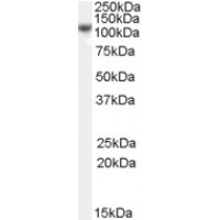 Western Blot (0.01μg/ml) staining of K562 cell lysate (35μg protein in RIPA buffer). Primary incubation was 1 hour. Detected by chemiluminescence.