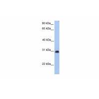 Antibody used in WB on Human HepG2 at 0.2-1 ug/ml.