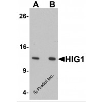 Western blot analysis of HIG1 in 293 cell lysate with HIG1 antibody at at (A) 0.5 and (B) 1 μg/mL.