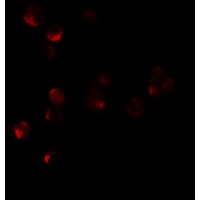 Immunofluorescence of HIG1 in 293 cells tissue with HIG1 antibody at 10 μg/mL.