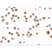 Immunocytochemistry of HIG1 in 293 cells with HIG1 antibody at 2.5 μg/mL.