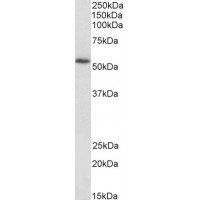 Western Blot (1μg/ml) staining of 3T3 lysate (35μg protein in RIPA buffer). Primary incubation was 1 hour. Detected by chemiluminescence.