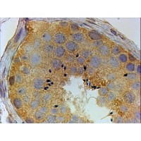 Immunohistochemistry (4μg/ml) staining of paraffin embedded Human Testis. Steamed antigen retrieval with citrate buffer pH 6, HRP-staining.