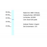 Antibody used in WB on Human Daudi at 4.0 ug/ml.