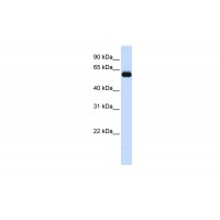 Antibody used in WB on Human Brain at 0.2-1 ug/ml.