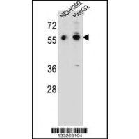 Western blot analysis in NCI-H292,HepG2 cell line lysates (35ug/lane).