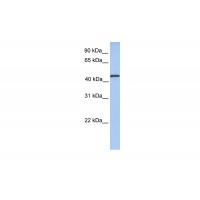 Antibody used in WB on Human NTERA2 at 0.2-1 ug/ml.