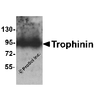 Western blot analysis of Trophinin in rat liver tissue lysate with Trophinin antibody at 1 μg/ml.