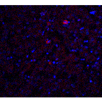 Immunofluorescence of Trophinin in mouse liver tissue with Trophinin antibody at 20 μg/ml.