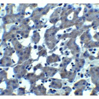Immunohistochemistry of TROPHININ in mouse liver tissue with TROPHININ antibody at 10 μg/ml.