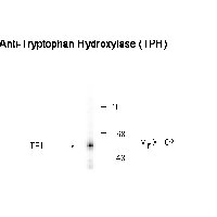 Tryptophan Hydroxylase Antibody