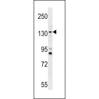 Western blot analysis in HL-60 cell line lysates (35ug/lane).