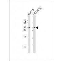 Western Blot at 1:2000 dilution Lane 1: DU145 whole cell lysates Lane 2: NCI-H292 whole cell lysates Lysates/proteins at 20 ug per lane.