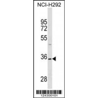 Western blot analysis in NCI-H292 cell line lysates (35ug/lane).