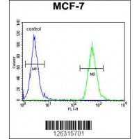 Flow cytometric analysis of MCF-7 cells (right histogram) compared to a negative control cell (left histogram).FITC-conjugated goat-anti-rabbit secondary antibodies were used for the analysis.