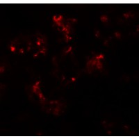 Immunofluorescence of TTYH2 in human kidney tissue with TTYH2 antibody at 20 μg/mL.