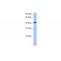 Antibody used in WB on Human HepG2 at 0.2-1 ug/ml.