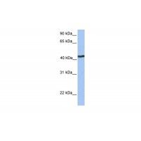 Antibody used in WB on Human Brain at 0.2-1 ug/ml.