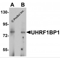 Western blot analysis of UHRF1BP1 in mouse kidney tissue lysate with UHRF1BP1 antibody at (A) 1 and (B) 2 μg/mL.