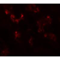 Immunofluorescence of UHRF1BP1 in human kidney tissue with UHRF1BP1 antibody at 20 μg/mL.