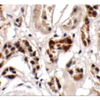Immunohistochemistry of UHRF1BP1 in human kidney tissue with UHRF1BP1 antibody at 2.5 μg/mL.