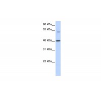Antibody used in WB on Transfected 293T at 0.2-1 ug/ml.