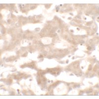 Immunohistochemistry of VNN3 in human liver tissue with VNN3 antibody at 5 μg/mL.