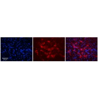 Antibody used in IHC on Human Adult Liver at 1:100.