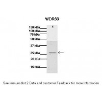 Antibody used in WB on Human 293T at: 1:1000.