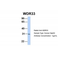 Antibody used in WB on Human HepG2 at 1 ug/ml.