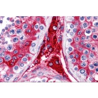 Immunohistochemistry of WDR35 in human testis tissue with WDR35 antibody at 5 μg/mL.