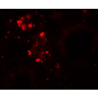 Immunofluorescence of WDR92 in human testis tissue with WDR92 antibody at 20 μg/mL.