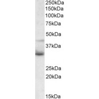 Western Blot (1μg/ml) staining of JURKAT lysate (35μg protein in RIPA buffer). Primary incubation was 1 hour. Detected by chemiluminescence.