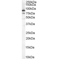 Western Blot (0.1μg/ml) staining of HeLa cell lysate (35μg protein in RIPA buffer). Primary incubation was 1 hour. Detected by chemiluminescence.