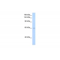 Antibody used in WB on Human Brain at 0.2-1 ug/ml.