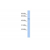 Antibody used in WB on Human MCF-7 at 0.2-1 ug/ml.