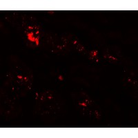 Immunofluorescence of ZIP1 in human kidney tissue with ZIP1 antibody at 20 μg/mL.