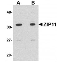 Western blot analysis of ZIP11 in mouse kidney tissue lysate with ZIP11 antibody at (A) 1 and (B) 2 μg/mL.