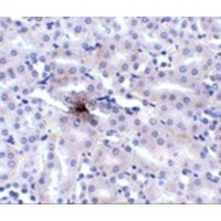 Immunohistochemistry of ZIP11 in mouse kidney tissue with ZIP11 antibody at 2.5 μg/mL.