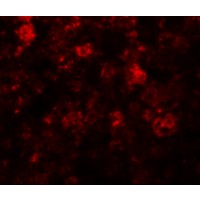 Immunofluorescence of ZIP12 in mouse liver tissue with ZIP12 antibody at 20 μg/mL.
