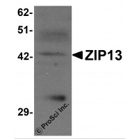 Western blot analysis of ZIP13 in K562 cell lysate with ZIP13 antibody at 1 μg/mL.