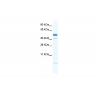 Antibody used in WB on Human Brain at 0.2-1 ug/ml.