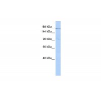 Antibody used in WB on Human HepG2 at 0.2-1 ug/ml.