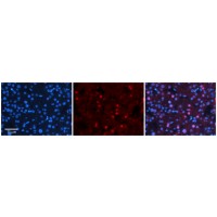 Antibody used in IHC on Human Adult Liver at 1:100.