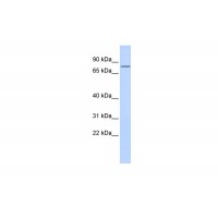 Antibody used in WB on Human 293T at 0.2-1 ug/ml.
