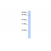 Antibody used in WB on Human Brain at 0.2-1 ug/ml.