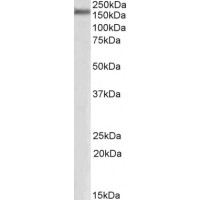 Western Blot (0.3μg/ml) staining of Human Cerebellum ortex lysate (35μg protein in RIPA buffer). Primary incubation was 1 hour. Detected by chemiluminescence.